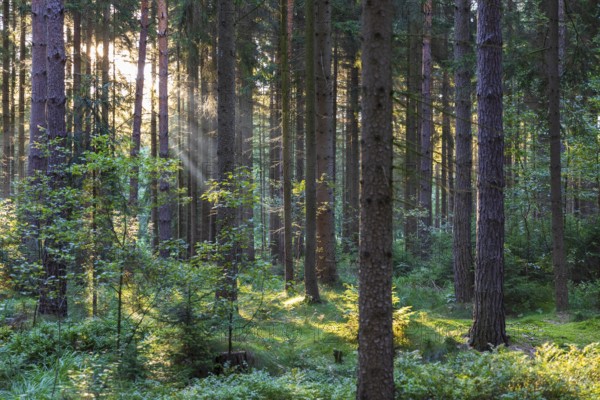 Sunbeams in the forest, coniferous forest with light fog in the morning, Dippoldiswalder Heide,