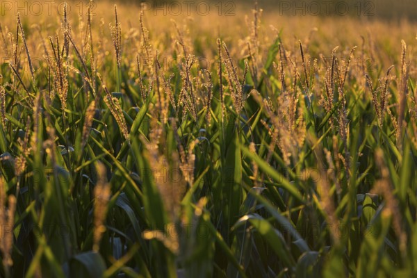 Corn (Zea mays) in the warm morning light on a corn field, Bannewitz, Saxony, Germany