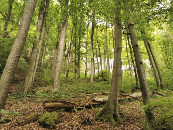 Dense forest with tall trees and fallen tree trunks, surrounded by lush greenery, hiking in the