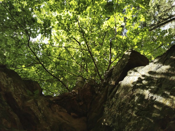Looking up through a treetop with bright sunlight falling on the rocks, hiking in the Franconian
