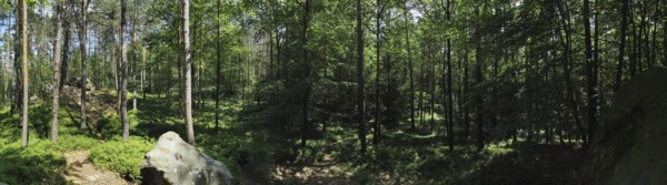 Panorama, extensive forest landscape with tall trees and rocks, green plants and light, hiking in