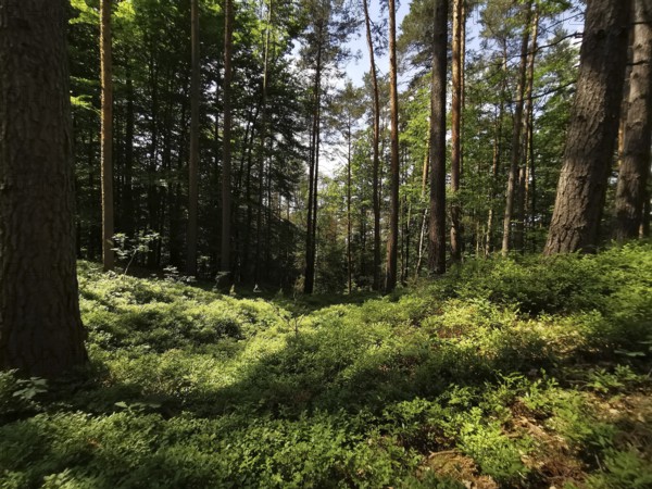 Enchanted forest scene with tall plant canopy and shade of trees, Franconian Forest nature park