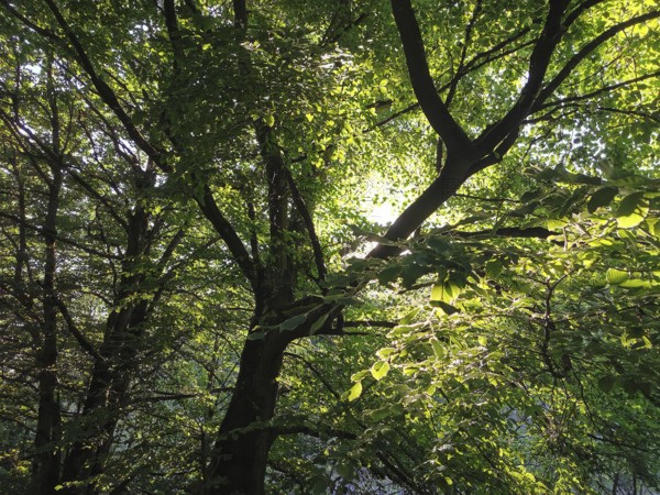 Sunlight flows through the thick leaves of the trees, green and peaceful atmosphere, hiking in the