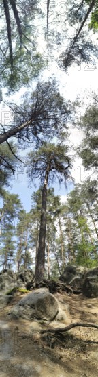 Panorama of a forest with tall trees and a view of the sky, peaceful atmosphere, hiking in the