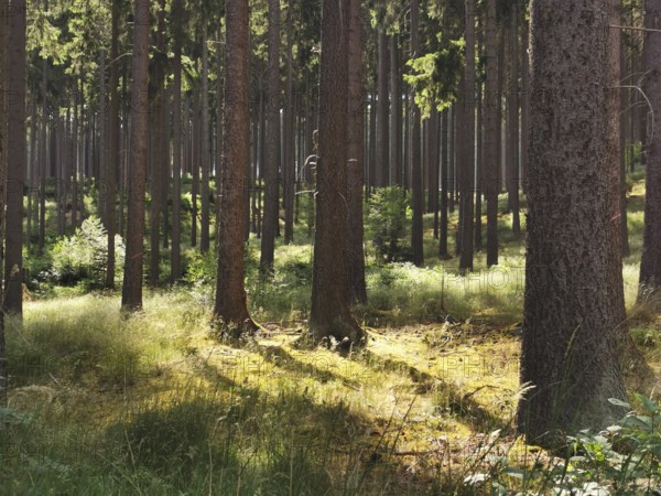 Tall trees in a sun-drenched forest with light and shadow patterns, hiking in the Thuringian Forest