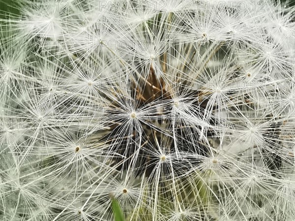 Close-up of a dandelion (taraxacum officinale) with detailed view of the white seed umbrellas,