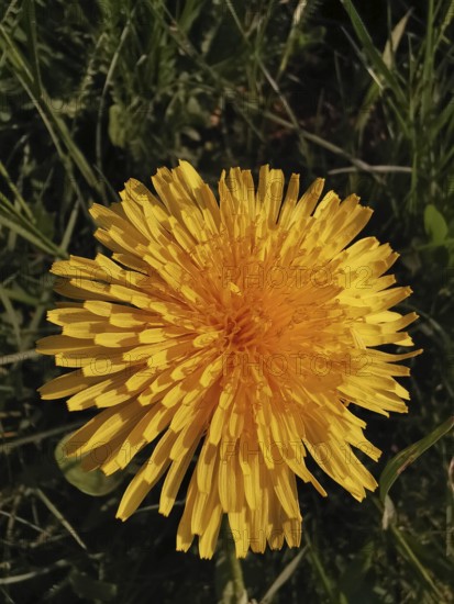 Close-up of a yellow dandelion flower (taraxacum) on a green meadow, Franconian Forest nature park