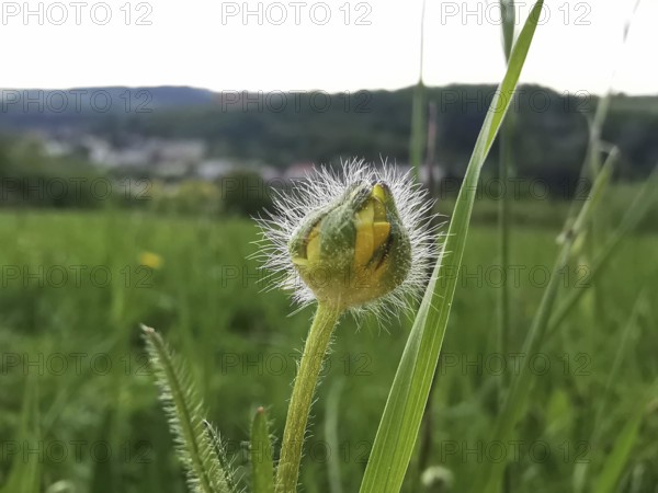 Delicate flower bud with blurred landscape in the background on a sunny day, Frankenwald nature