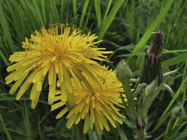 Two yellow dandelion flowers (taraxacum) in close-up with a green meadow in the background in a