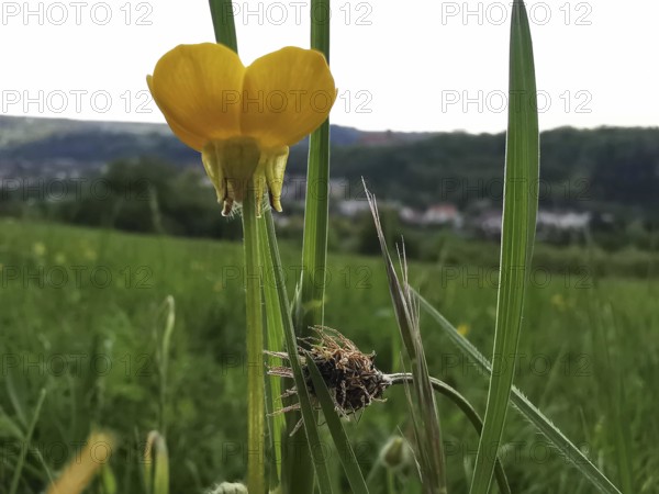 Close-up of a yellow buttercup (ranunculus acri) in a meadow with landscape in the background,