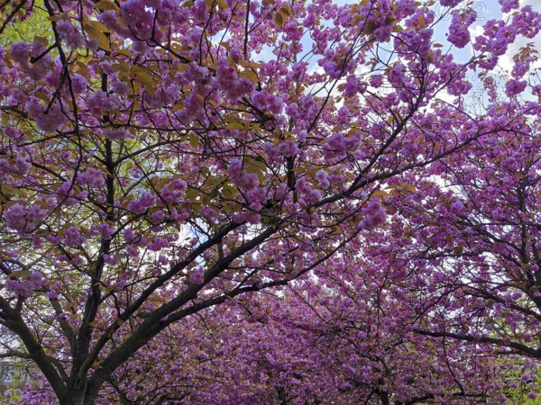 Trees with lush pink cherry blossoms (cerasus) showing the spring atmosphere against a blue sky,