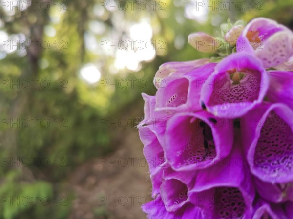 Pink foxglove flowers (digitalis) in close-up with blurred forest background in sunlight,