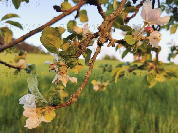 Blossoms on a branch of an apple tree (malus domestica) in front of a green meadow, Werder,
