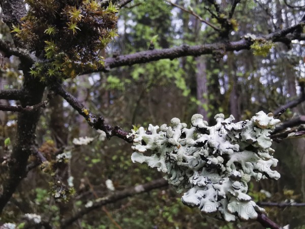 Lichens (plectere) and moss (muscus) adorn the branches of a tree in the forest, Franconian Forest
