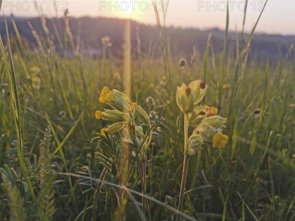 Yellow primroses (Primula) glow in the soft light of an early sunrise in a meadow, Franconian