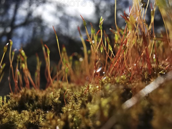 Close-up of moss and stalks in the forest in soft light, on the former inner-German border, hiking