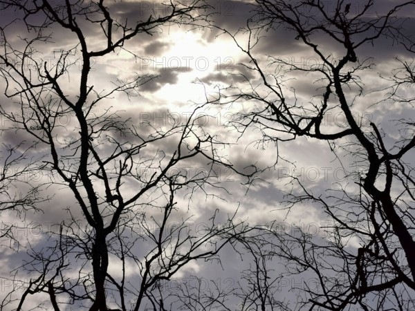 Dramatic sky with clouds and sunlit branches in silhouette, hiking along the green belt, Franconian