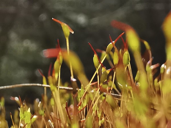 Close-up view of moss (muscus) and small plants with an intense play of colours, hiking along the
