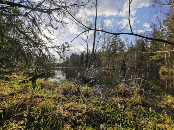 A beautiful, quiet forest lake with reflecting sky and rich riparian vegetation, on the former