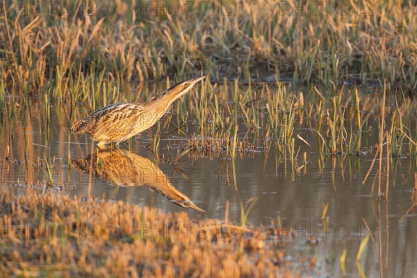 Great or Eurasian bittern (Botaurus stellaris) adult heron bird in a reedbed in spring, RSPB