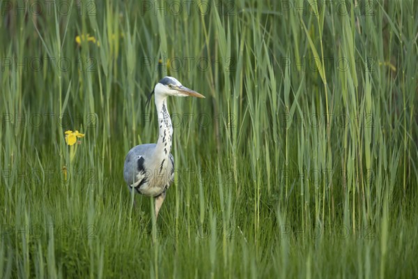 Grey heron (Ardea cinerea) adult bird in a reedbed in spring, RSPB Minsmere nature reserve,