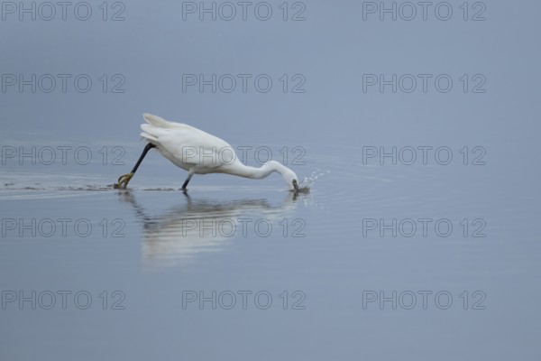 Little egret (Egretta garzetta) adult bird diving down for a fish in a shallow lagoon, RSPB