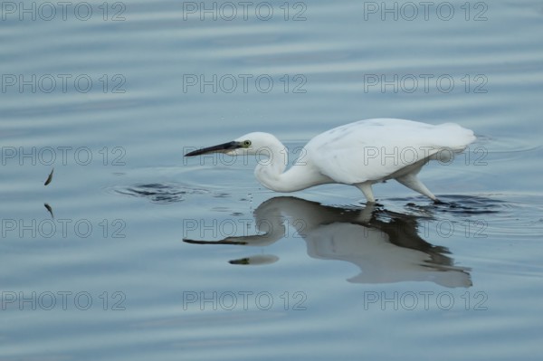 Little egret (Egretta garzetta) adult bird watching a fish jump out of the water, RSPB Strumpshaw