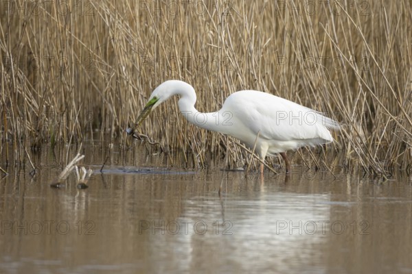 Great white egret (Ardea alba) adult heron bird in water on the edge of a reedbed with a frog for