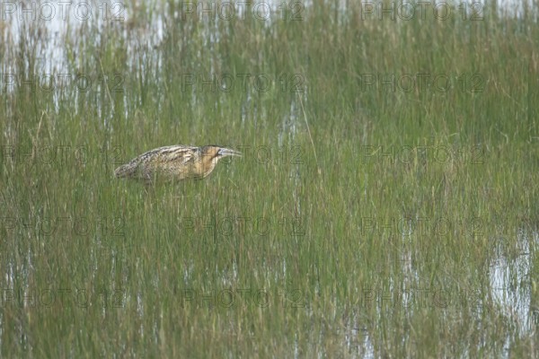 Great or Eurasian bittern (Botaurus stellaris) adult male heron bird booming during displaying in a