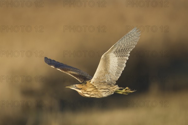Great or Eurasian bittern (Botaurus stellaris) adult heron bird in flight over a reedbed in winter,