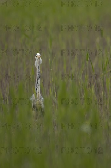Grey heron (Ardea cinerea) adult bird in a reedbed in spring, RSPB Minsmere nature reserve,