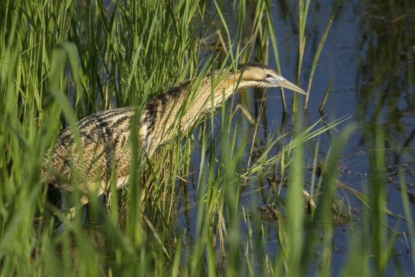 Great or Eurasian bittern (Botaurus stellaris) adult heron bird hunting in a reedbed in summer,