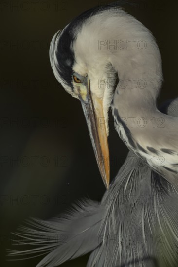 Grey heron (Ardea cinerea) adult bird preening its feathers, England, United Kingdom