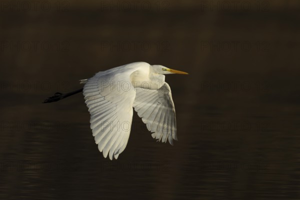 Great white egret (Ardea alba) adult heron bird flying low over the water of a lake, England,