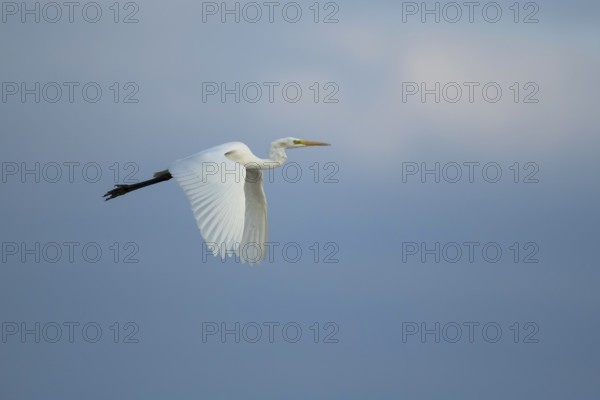 Great white egret (Ardea alba) adult heron bird in flight, RSPB Frampton marsh nature reserve,