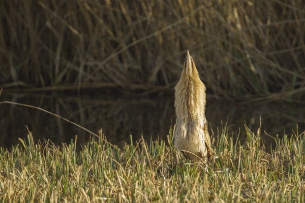 Great or Eurasian bittern (Botaurus stellaris) adult heron bird displaying in a reedbed in spring,