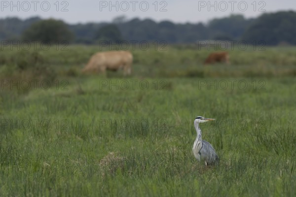 Grey heron (Ardea cinerea) adult bird on a marshland field with grazing cattle in the background,