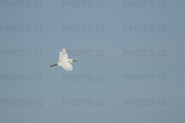 Little egret (Egretta garzetta) adult bird in flight, RSPB Minsmere nature reserve, Suffolk,