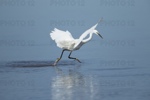 Little egret (Egretta garzetta) adult bird running through the water in a shallow lagoon, RSPB