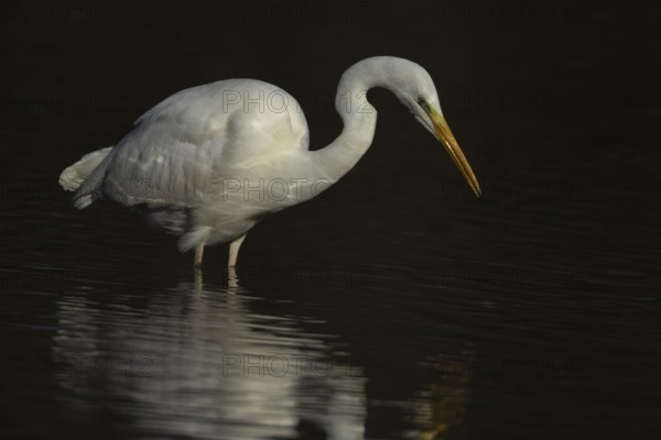 Great white egret (Ardea alba) adult heron bird in water of a shallow lake, England, United Kingdom