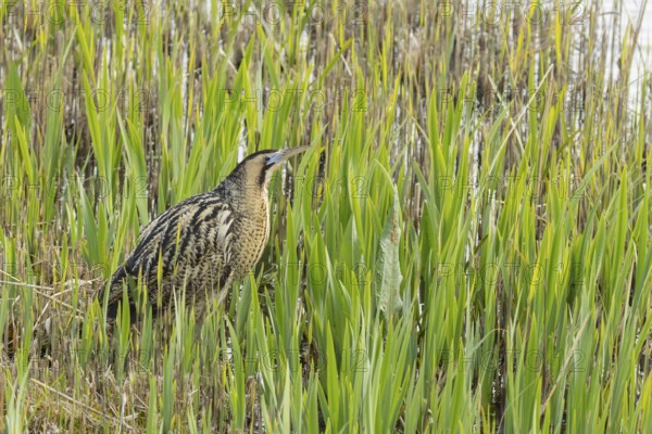Great or Eurasian bittern (Botaurus stellaris) adult male heron bird in a reedbed in spring, RSPB