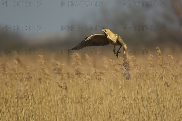 Great or Eurasian bittern (Botaurus stellaris) adult heron bird flying over a reedbed in spring,