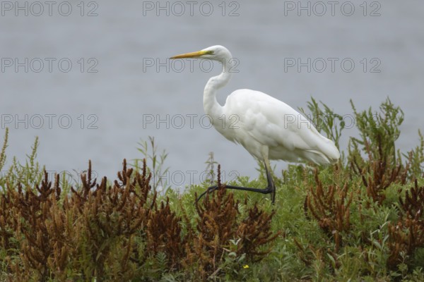 Great egret (Ardea alba) adult heron bird walking through plants on the edge of a lake in summer,