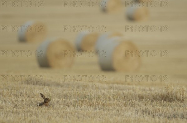 European brown hare (Lepus europaeus) adult mammal feeding in a farmland stubble field with straw