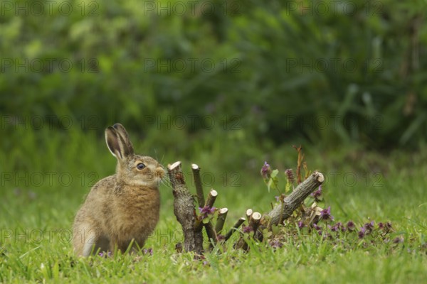European brown hare (Lepus europaeus) juvenile baby leveret next to a rose bush plant in a garden
