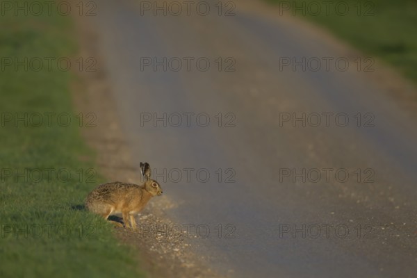 European brown hare (Lepus europaeus) adult mammal on the edge of a country road, England, United