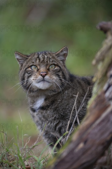 European wildcat (Felis silvestris) adult animal head portrait, United Kingdom