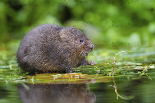 Water vole (Arvicola amphibius) adult mammal feeding on pond weed stems on a pond, England, United