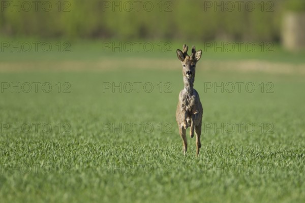 Roe deer (Capreolus capreolus) adult male roebuck buck running in a farmland cereal field, England,