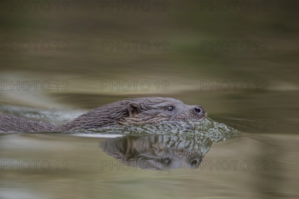 European otter (Lutra lutra) adult mammal swimming in the water of a river, Norfolk, England,